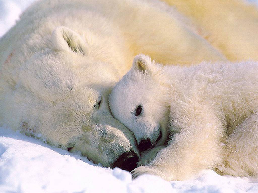 Día del oso polar: Una llamada de atención sobre el cambio climático y su impacto