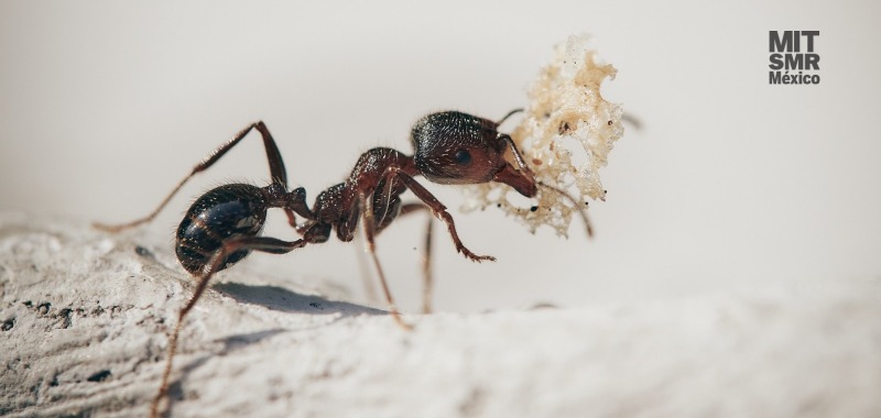 Líder, ten cuidado con las hormigas rojas mentales que amenazan con picarte