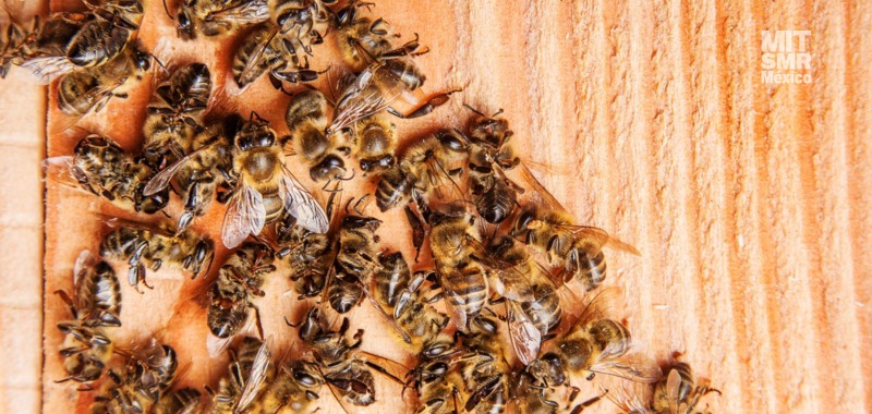 Fipronil causa la muerte de miles de abejas, ¿existe alguna alternativa sustentable de insecticidas?