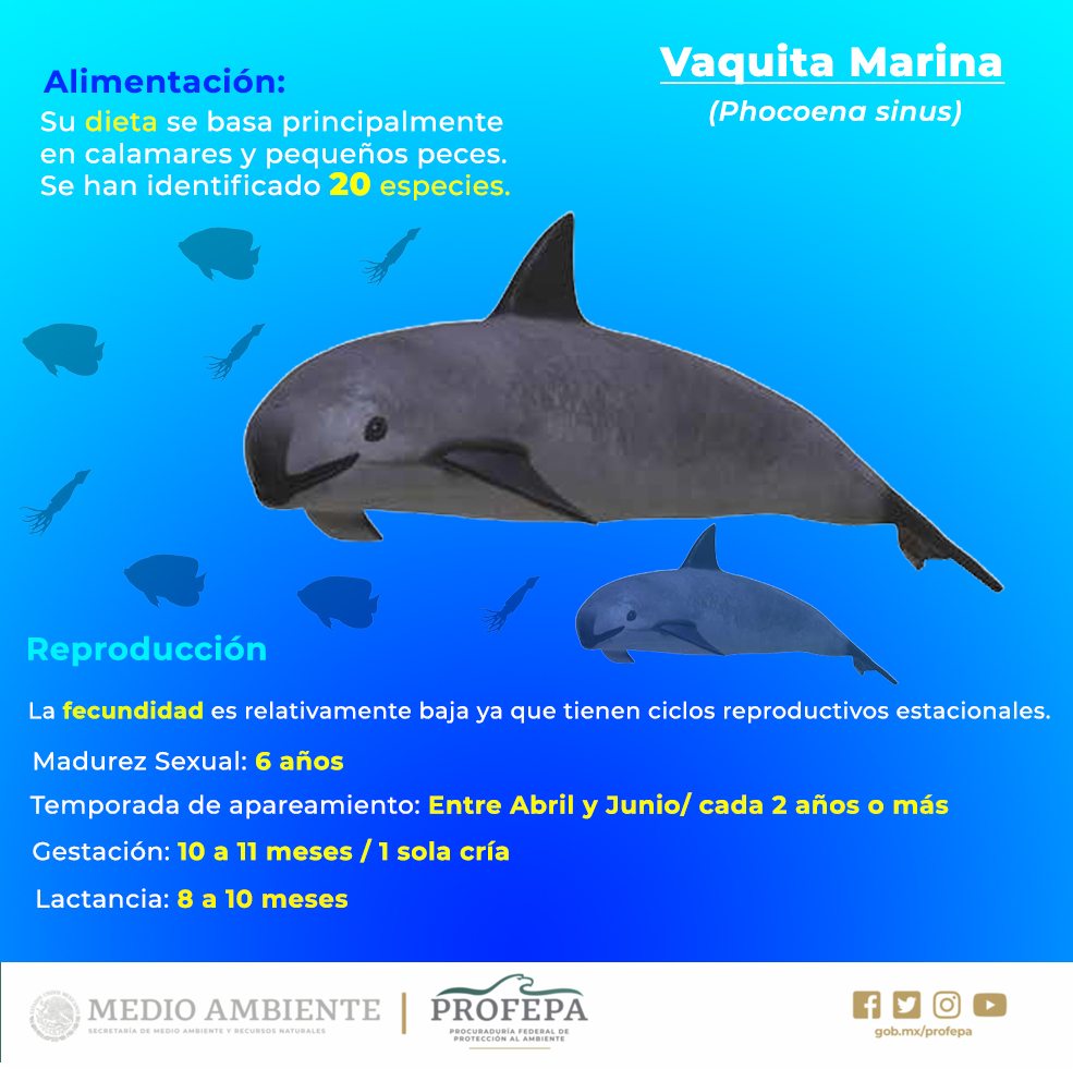 Conservación de la vaquita marina, el gran desafío de equilibrar sustentabilidad y crecimiento de México 0