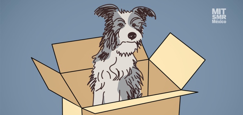 Día del perro callejero: Estrategias empresariales para ayudar a los lomitos