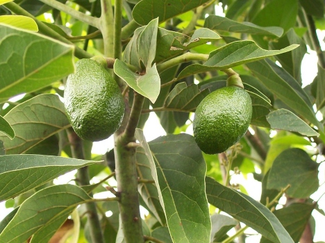 4. Así puedes saber si un aguacate está listo para comerse