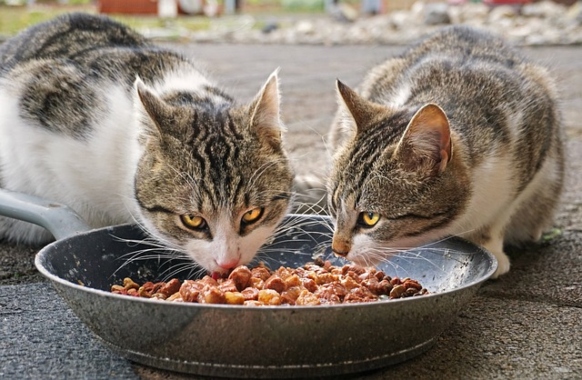 3. Los felinos pueden digerir carne cruda