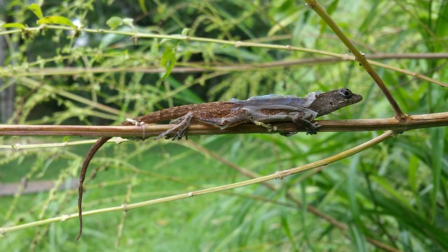8. Algunos lagartos mudan de piel 
