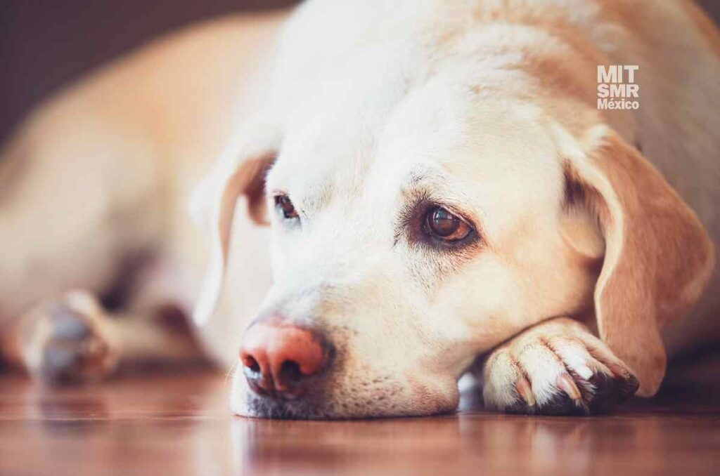 como se contagia la enfermedad respiratoria canina atipica