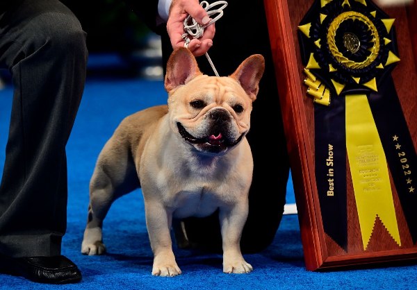 8. Exposición Canina Nacional 