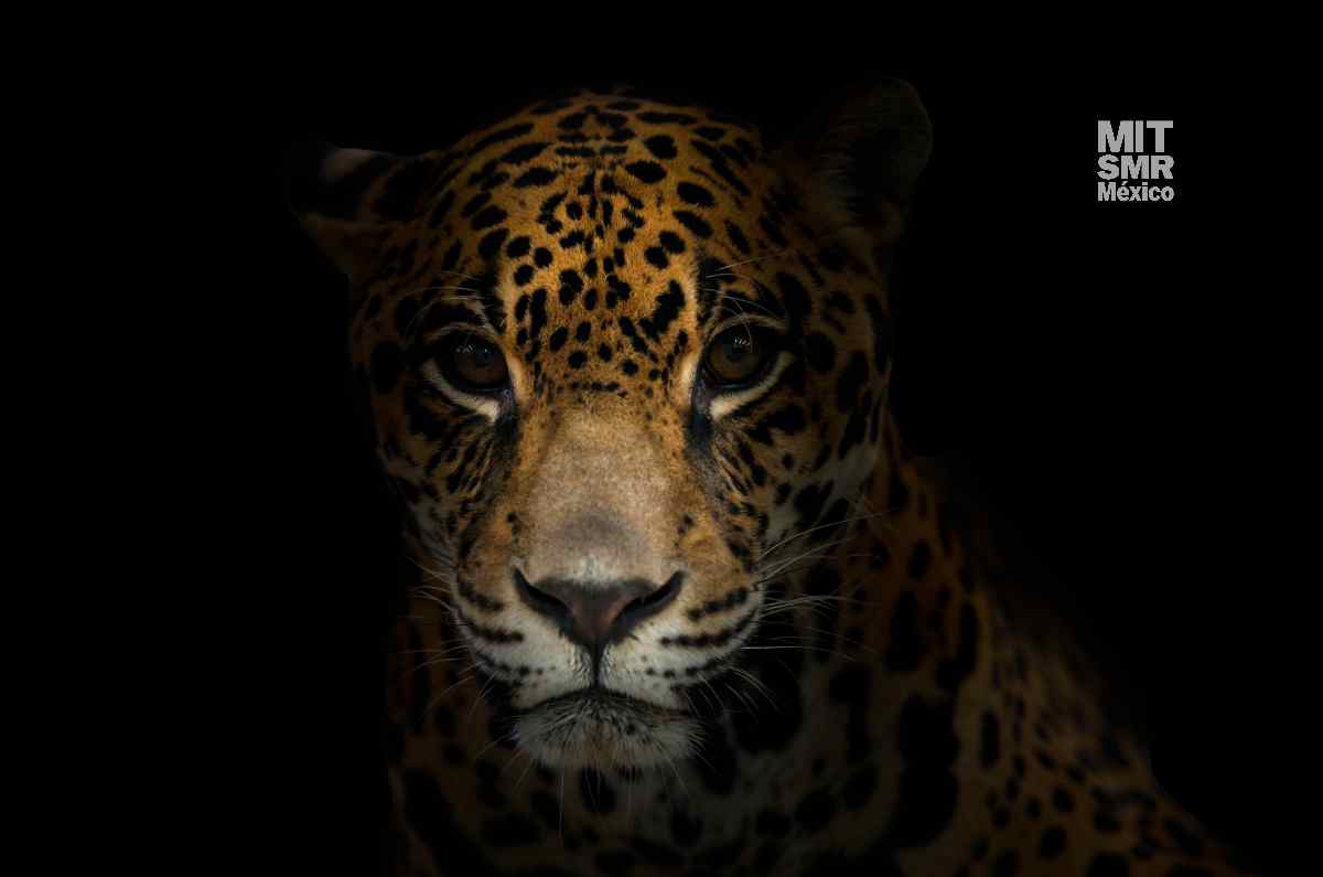Líder jaguar, cómo alcanzar el éxito siguiendo el ejemplo de este felino