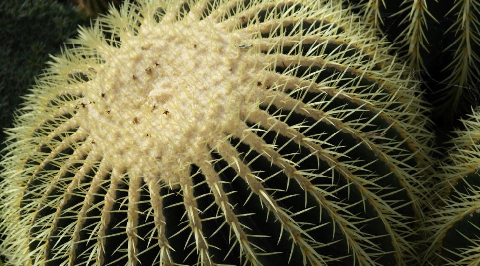 7. Acitrón, el ingrediente de la Rosca de Reyes que fue prohibido por las autoridades