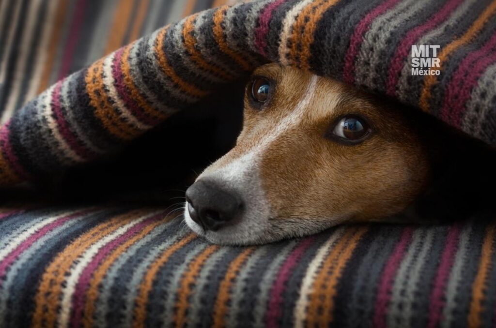 tips para proteger del frio a tus mascotas