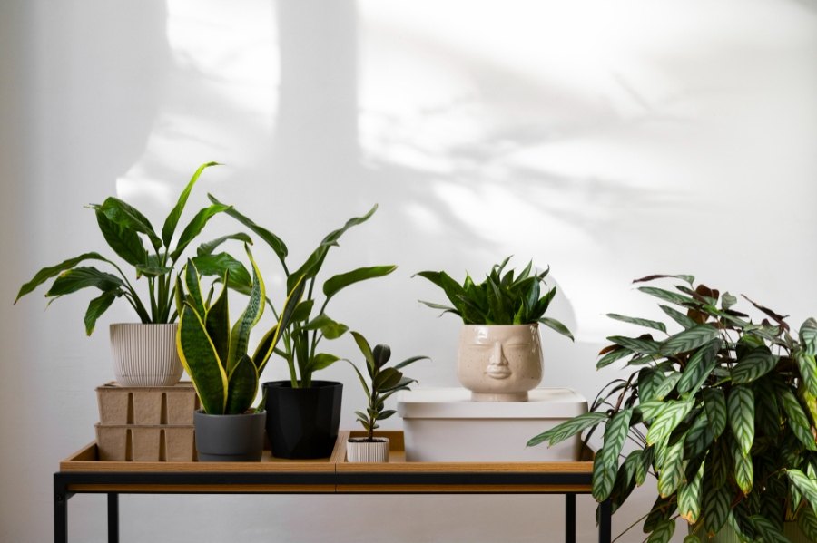 5 beneficios ocultos de tener plantas en la oficina 0