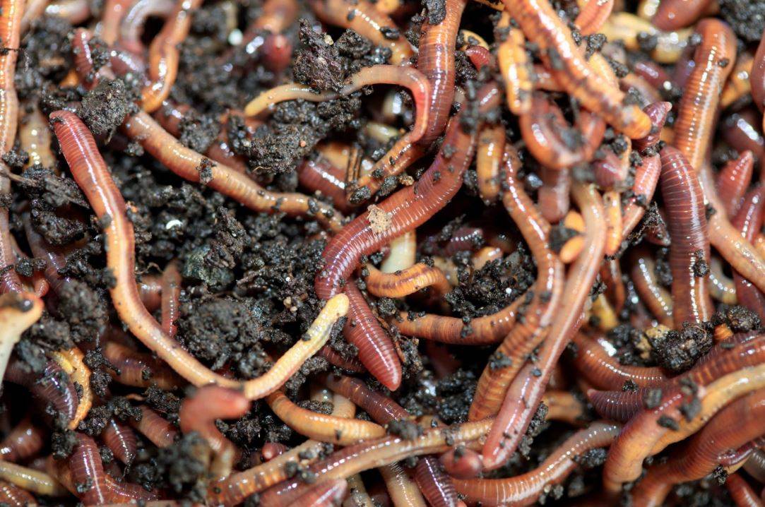 4. Inodoros con lombrices