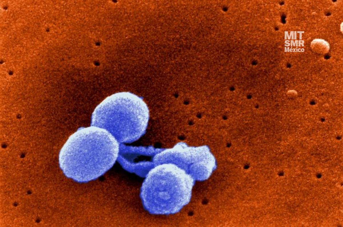 Estreptococo, ¿qué es y cómo se contagia esta bacteria que tiene en alerta a las autoridades sanitarias?