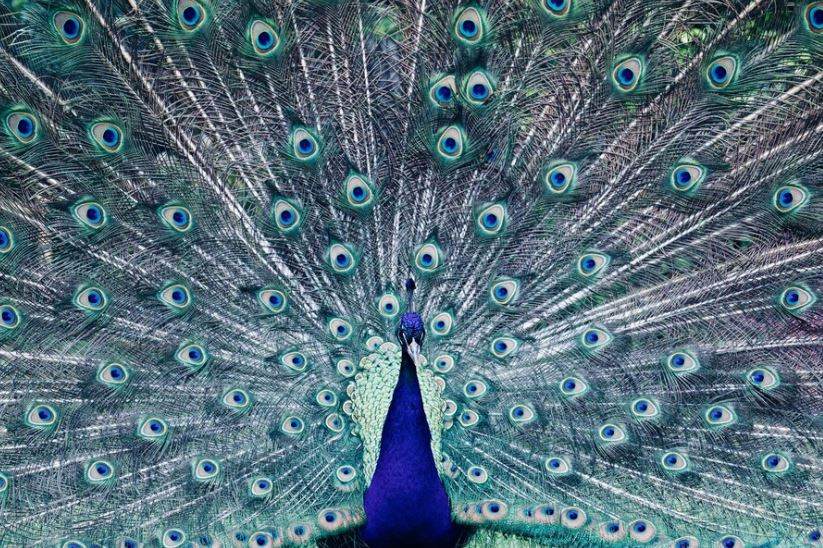 1. Los pavo reales tienen mucho que ver con los arcoíris