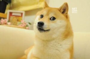 Día triste para Dogecoin: Muere Kabosu, la shiba inu que le dio su imagen