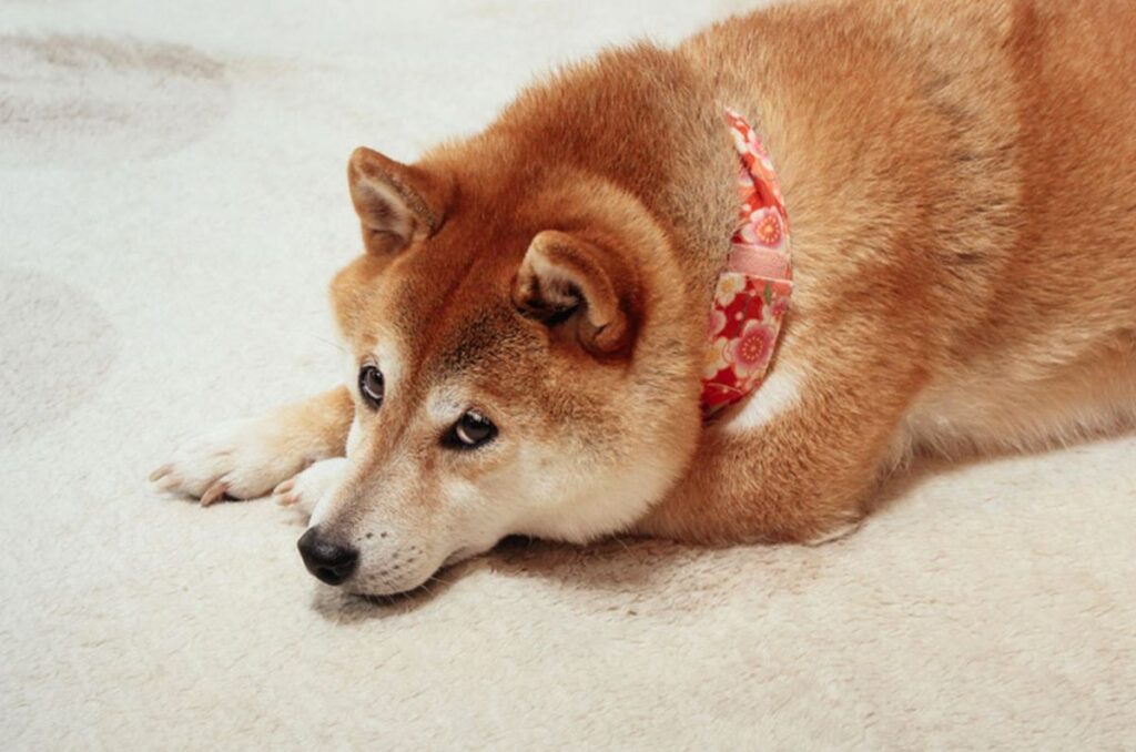 Día triste para Dogecoin: Muere Kabosu, la shiba inu que le dio su imagen 2