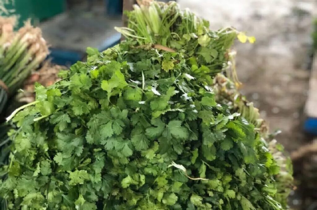 ¿Por qué está tan caro el cilantro? Te explicamos las razones 0