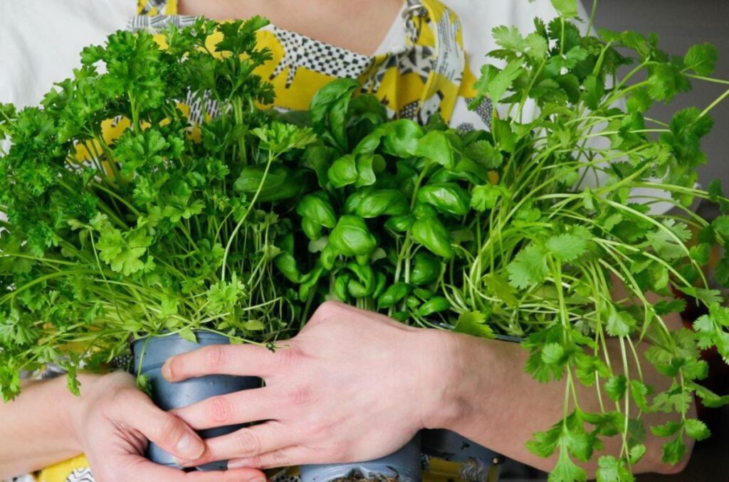 ¿Por qué está tan caro el cilantro? Te explicamos las razones 2