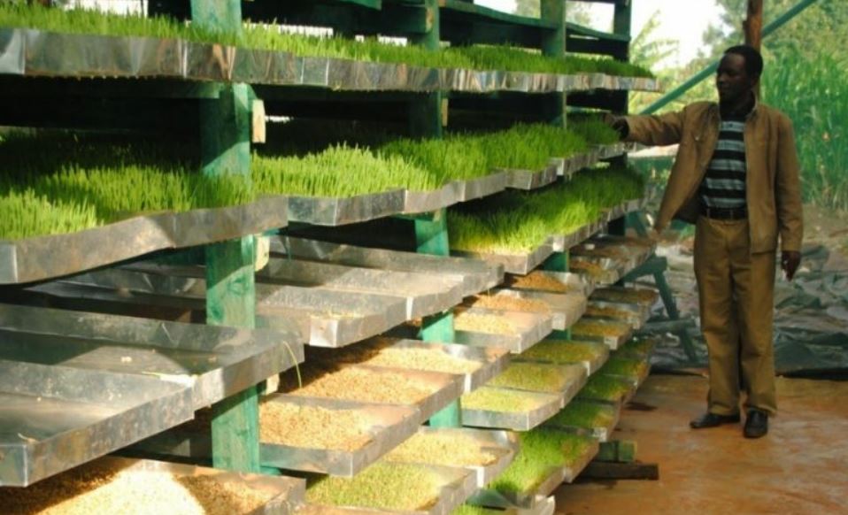 3. Hidroponía en África y otros puntos del planeta