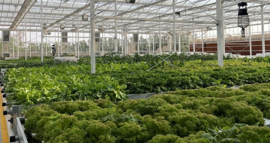 4. Invernaderos en medio del desierto