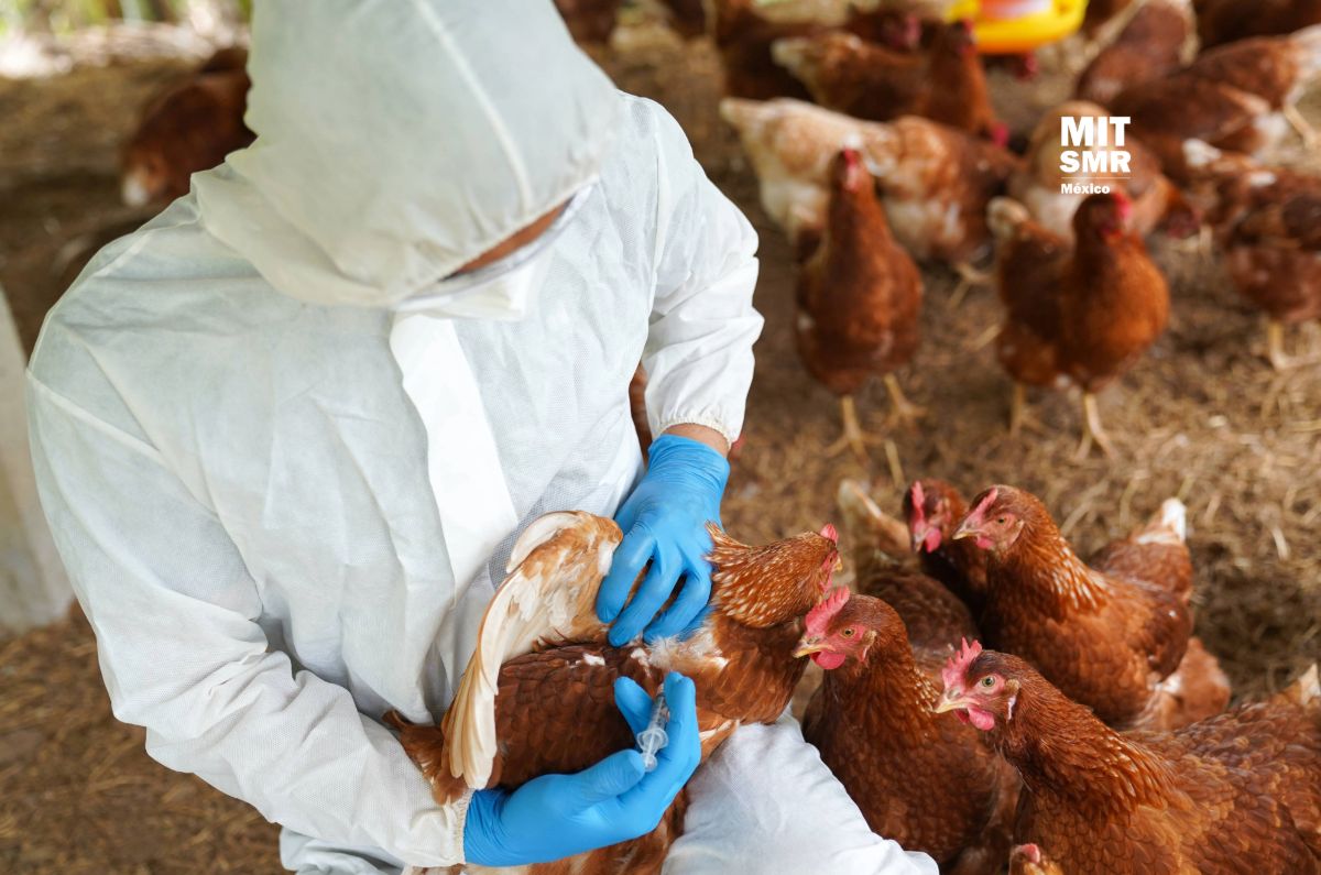 OMS confirma el fallecimiento del primer caso humano por gripe aviar en México