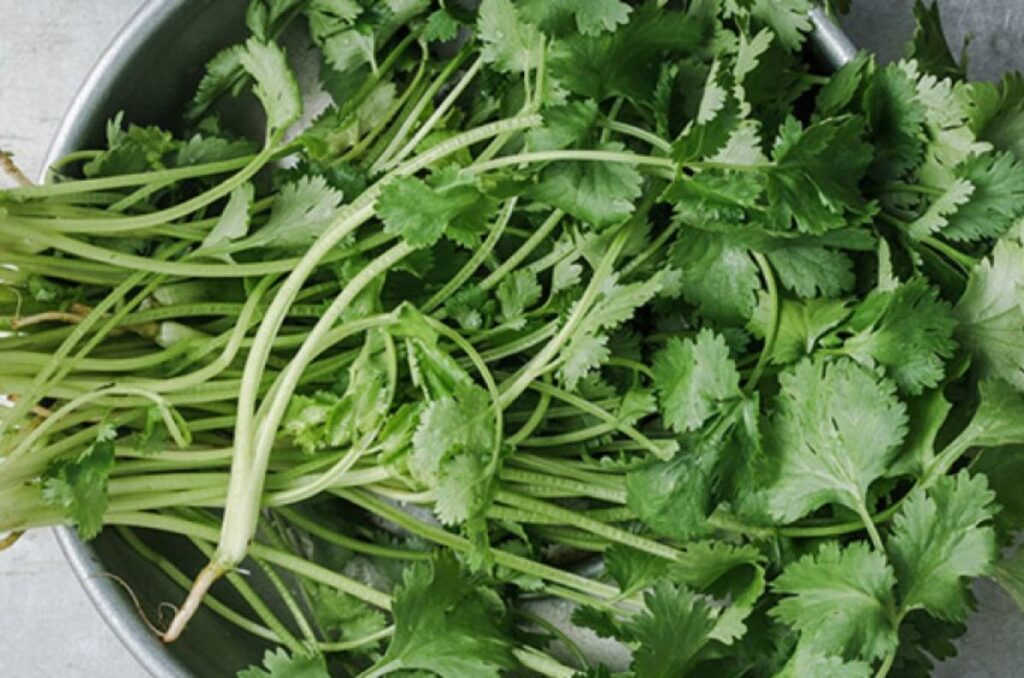 ¿Por qué está tan caro el cilantro? Te explicamos las razones 1