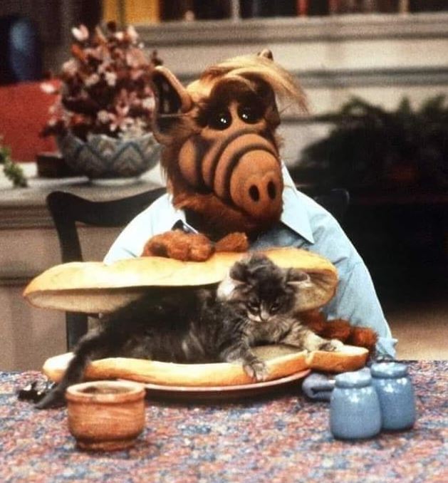 Alf, el alien irreverente y peludo que le enseñó al mundo a trabajar en equipo 0