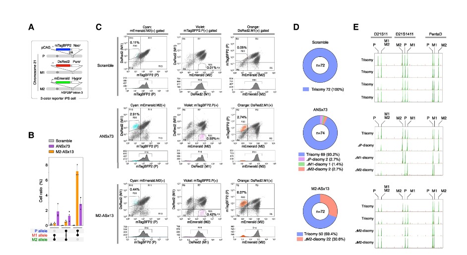Japón se acerca a eliminar el cromosoma del síndrome de Down 1