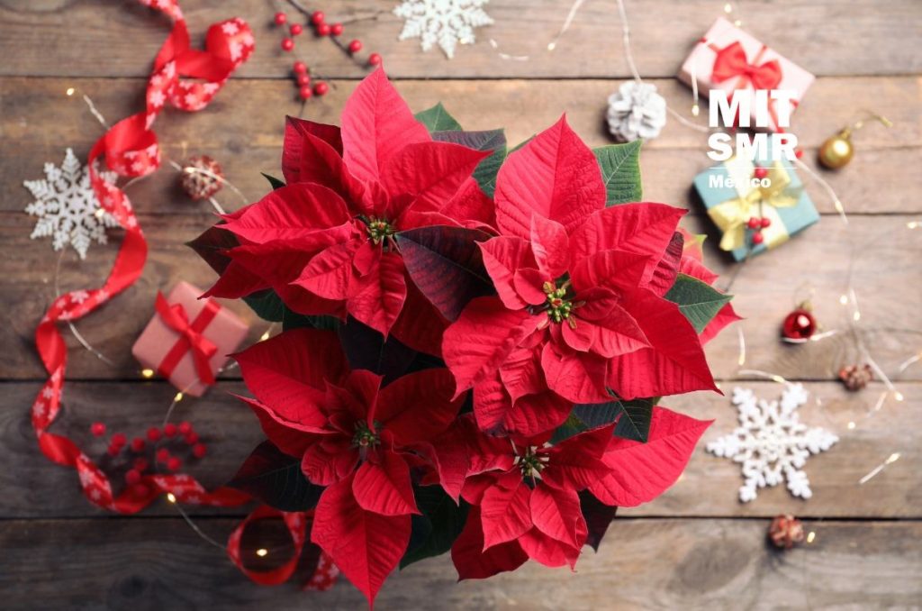 la-historia-detras-del-dia-de-la-nochebuena-por-que-se-celebra-cada-ocho-de-diciembre